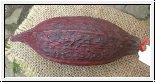 Kakao Frucht für die Deco ca. 19 cm